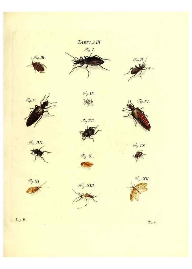 Reproducción/Reproduction 49810588372: Iacobi Christiani Schaefferi s.s. theologiae et philosophiae doctoris ... Icones insectorum circa Ratisbonam indigenorum :. Ratisbonae :Typis Breitfeldianis,MDCCLXXIX [1766-1779]. 