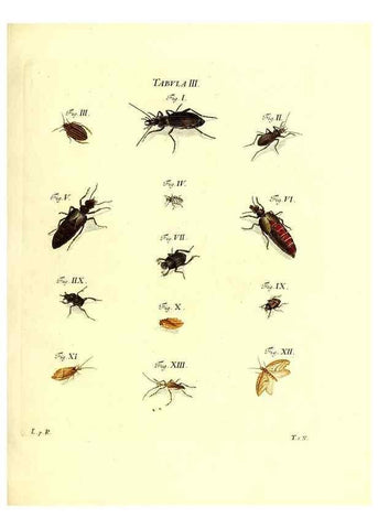 Reproducción/Reproduction 49810588372: Iacobi Christiani Schaefferi s.s. theologiae et philosophiae doctoris ... Icones insectorum circa Ratisbonam indigenorum :. Ratisbonae :Typis Breitfeldianis,MDCCLXXIX [1766-1779]. 