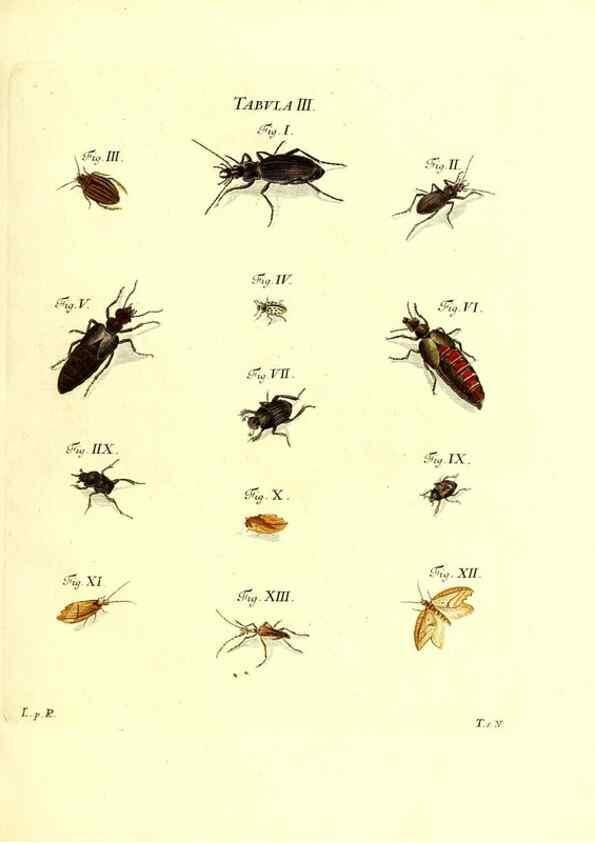 Reproducción/Reproduction 49810588372: Iacobi Christiani Schaefferi s.s. theologiae et philosophiae doctoris ... Icones insectorum circa Ratisbonam indigenorum :. Ratisbonae :Typis Breitfeldianis,MDCCLXXIX [1766-1779]. 