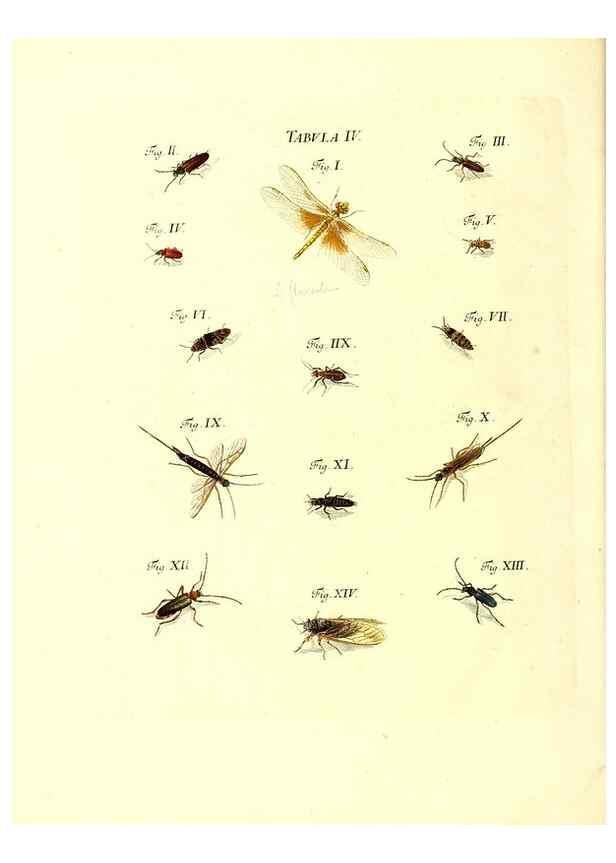 Reproducción/Reproduction 49809734198: Iacobi Christiani Schaefferi s.s. theologiae et philosophiae doctoris ... Icones insectorum circa Ratisbonam indigenorum :. Ratisbonae :Typis Breitfeldianis,MDCCLXXIX [1766-1779]. 