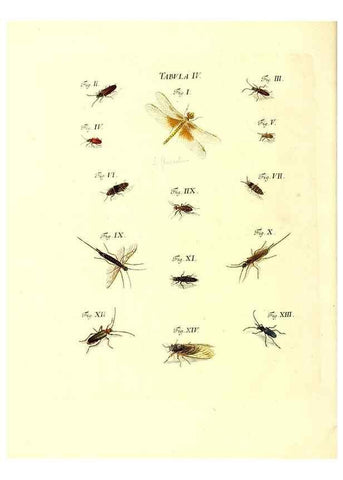 Reproducción/Reproduction 49809734198: Iacobi Christiani Schaefferi s.s. theologiae et philosophiae doctoris ... Icones insectorum circa Ratisbonam indigenorum :. Ratisbonae :Typis Breitfeldianis,MDCCLXXIX [1766-1779]. 