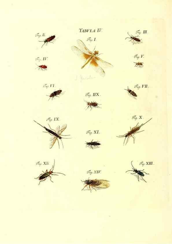 Reproducción/Reproduction 49809734198: Iacobi Christiani Schaefferi s.s. theologiae et philosophiae doctoris ... Icones insectorum circa Ratisbonam indigenorum :. Ratisbonae :Typis Breitfeldianis,MDCCLXXIX [1766-1779]. 
