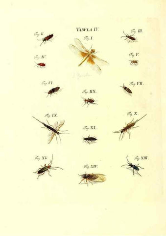 Reproducción/Reproduction 49809734198: Iacobi Christiani Schaefferi s.s. theologiae et philosophiae doctoris ... Icones insectorum circa Ratisbonam indigenorum :. Ratisbonae :Typis Breitfeldianis,MDCCLXXIX [1766-1779]. 