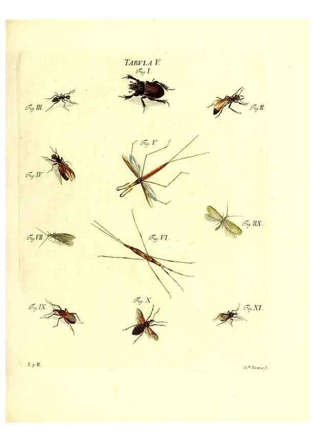 Reproducción/Reproduction 49810288911: Iacobi Christiani Schaefferi s.s. theologiae et philosophiae doctoris ... Icones insectorum circa Ratisbonam indigenorum :. Ratisbonae :Typis Breitfeldianis,MDCCLXXIX [1766-1779]. 