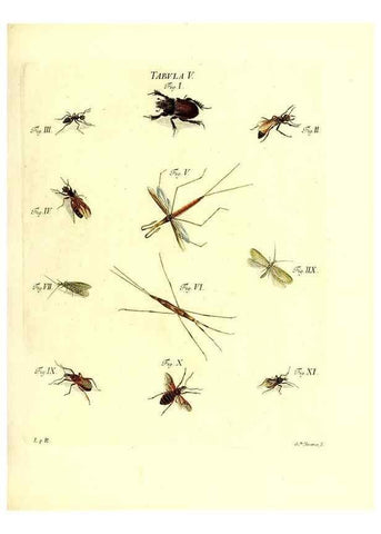Reproducción/Reproduction 49810288911: Iacobi Christiani Schaefferi s.s. theologiae et philosophiae doctoris ... Icones insectorum circa Ratisbonam indigenorum :. Ratisbonae :Typis Breitfeldianis,MDCCLXXIX [1766-1779]. 