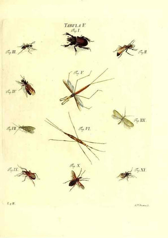 Reproducción/Reproduction 49810288911: Iacobi Christiani Schaefferi s.s. theologiae et philosophiae doctoris ... Icones insectorum circa Ratisbonam indigenorum :. Ratisbonae :Typis Breitfeldianis,MDCCLXXIX [1766-1779]. 
