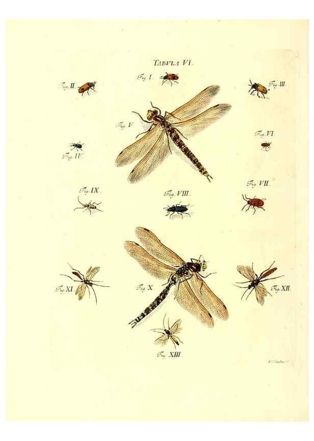 Reproducción/Reproduction 49809734643: Iacobi Christiani Schaefferi s.s. theologiae et philosophiae doctoris ... Icones insectorum circa Ratisbonam indigenorum :. Ratisbonae :Typis Breitfeldianis,MDCCLXXIX [1766-1779]. 