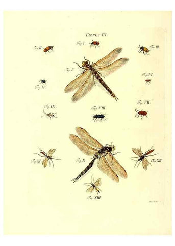 Reproducción/Reproduction 49809734643: Iacobi Christiani Schaefferi s.s. theologiae et philosophiae doctoris ... Icones insectorum circa Ratisbonam indigenorum :. Ratisbonae :Typis Breitfeldianis,MDCCLXXIX [1766-1779]. 