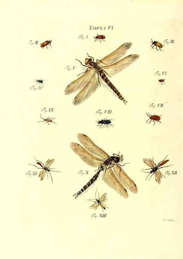 Reproducción/Reproduction 49809734643: Iacobi Christiani Schaefferi s.s. theologiae et philosophiae doctoris ... Icones insectorum circa Ratisbonam indigenorum :. Ratisbonae :Typis Breitfeldianis,MDCCLXXIX [1766-1779]. 