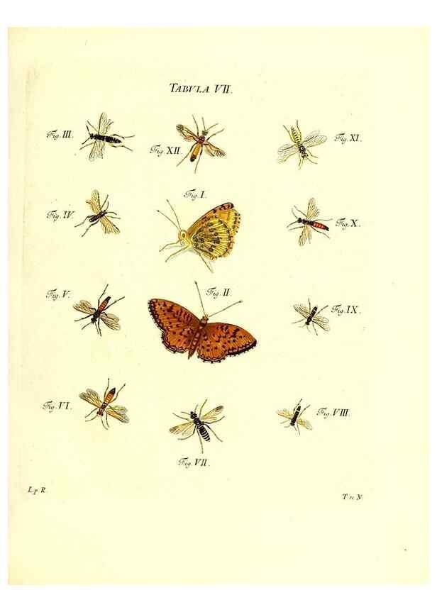 Reproducción/Reproduction 49809734878: Iacobi Christiani Schaefferi s.s. theologiae et philosophiae doctoris ... Icones insectorum circa Ratisbonam indigenorum :. Ratisbonae :Typis Breitfeldianis,MDCCLXXIX [1766-1779]. 