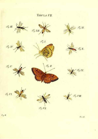 Reproducción/Reproduction 49809734878: Iacobi Christiani Schaefferi s.s. theologiae et philosophiae doctoris ... Icones insectorum circa Ratisbonam indigenorum :. Ratisbonae :Typis Breitfeldianis,MDCCLXXIX [1766-1779]. 