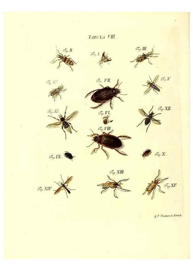 Reproducción/Reproduction 49809735123: Iacobi Christiani Schaefferi s.s. theologiae et philosophiae doctoris ... Icones insectorum circa Ratisbonam indigenorum :. Ratisbonae :Typis Breitfeldianis,MDCCLXXIX [1766-1779]. 