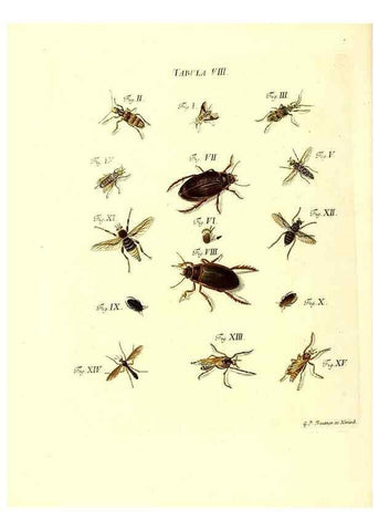 Reproducción/Reproduction 49809735123: Iacobi Christiani Schaefferi s.s. theologiae et philosophiae doctoris ... Icones insectorum circa Ratisbonam indigenorum :. Ratisbonae :Typis Breitfeldianis,MDCCLXXIX [1766-1779]. 