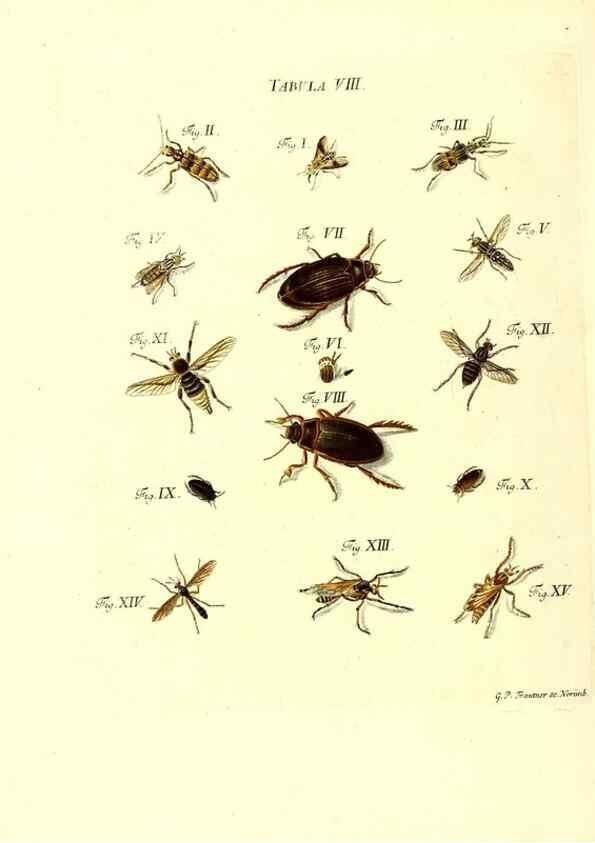 Reproducción/Reproduction 49809735123: Iacobi Christiani Schaefferi s.s. theologiae et philosophiae doctoris ... Icones insectorum circa Ratisbonam indigenorum :. Ratisbonae :Typis Breitfeldianis,MDCCLXXIX [1766-1779]. 