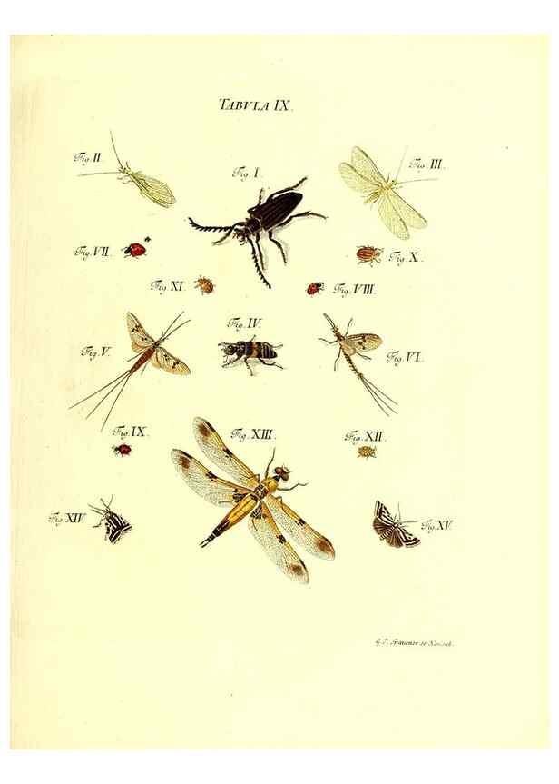 Reproducción/Reproduction 49810289941: Iacobi Christiani Schaefferi s.s. theologiae et philosophiae doctoris ... Icones insectorum circa Ratisbonam indigenorum :. Ratisbonae :Typis Breitfeldianis,MDCCLXXIX [1766-1779]. 