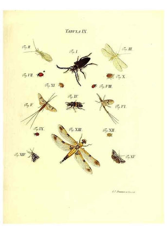 Reproducción/Reproduction 49810289941: Iacobi Christiani Schaefferi s.s. theologiae et philosophiae doctoris ... Icones insectorum circa Ratisbonam indigenorum :. Ratisbonae :Typis Breitfeldianis,MDCCLXXIX [1766-1779]. 
