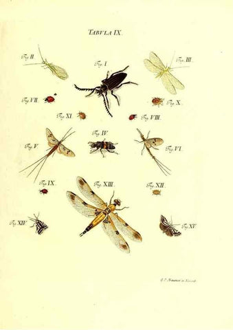 Reproducción/Reproduction 49810289941: Iacobi Christiani Schaefferi s.s. theologiae et philosophiae doctoris ... Icones insectorum circa Ratisbonam indigenorum :. Ratisbonae :Typis Breitfeldianis,MDCCLXXIX [1766-1779]. 