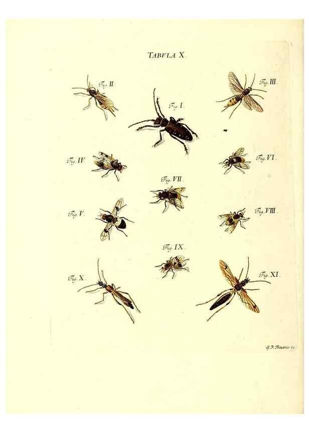 Reproducción/Reproduction 49810590097: Iacobi Christiani Schaefferi s.s. theologiae et philosophiae doctoris ... Icones insectorum circa Ratisbonam indigenorum :. Ratisbonae :Typis Breitfeldianis,MDCCLXXIX [1766-1779]. 