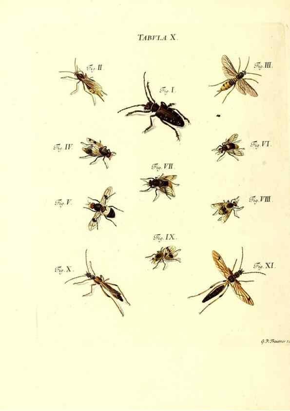 Reproducción/Reproduction 49810590097: Iacobi Christiani Schaefferi s.s. theologiae et philosophiae doctoris ... Icones insectorum circa Ratisbonam indigenorum :. Ratisbonae :Typis Breitfeldianis,MDCCLXXIX [1766-1779]. 