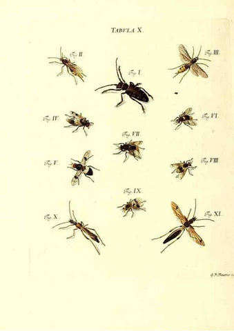 Reproducción/Reproduction 49810590097: Iacobi Christiani Schaefferi s.s. theologiae et philosophiae doctoris ... Icones insectorum circa Ratisbonam indigenorum :. Ratisbonae :Typis Breitfeldianis,MDCCLXXIX [1766-1779]. 