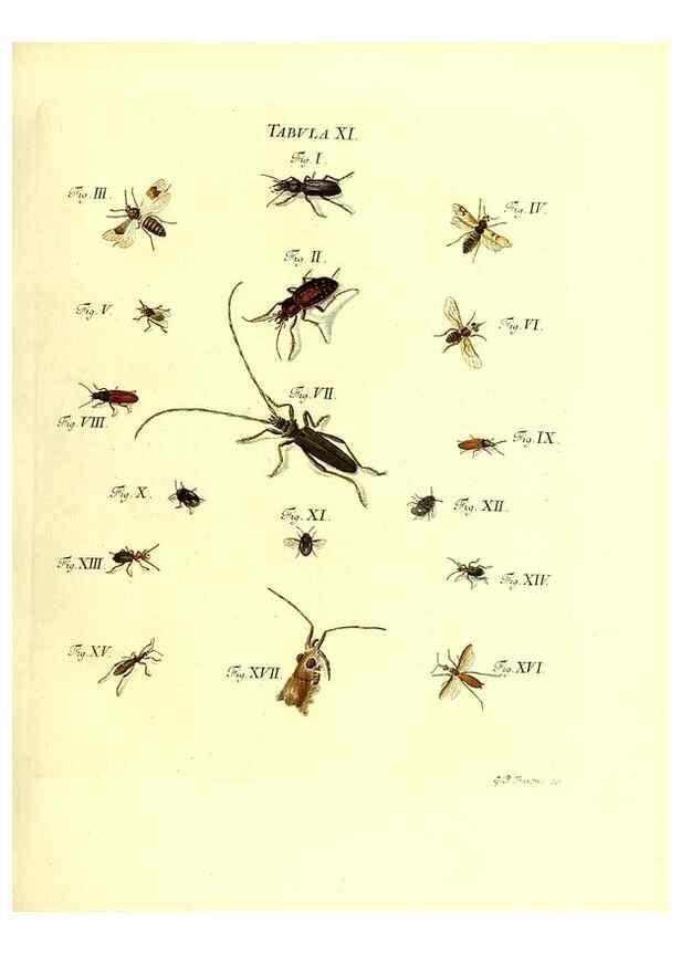Reproducción/Reproduction 49810290396: Iacobi Christiani Schaefferi s.s. theologiae et philosophiae doctoris ... Icones insectorum circa Ratisbonam indigenorum :. Ratisbonae :Typis Breitfeldianis,MDCCLXXIX [1766-1779]. 