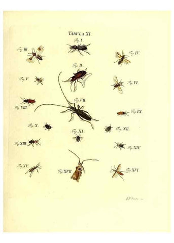 Reproducción/Reproduction 49810290396: Iacobi Christiani Schaefferi s.s. theologiae et philosophiae doctoris ... Icones insectorum circa Ratisbonam indigenorum :. Ratisbonae :Typis Breitfeldianis,MDCCLXXIX [1766-1779]. 