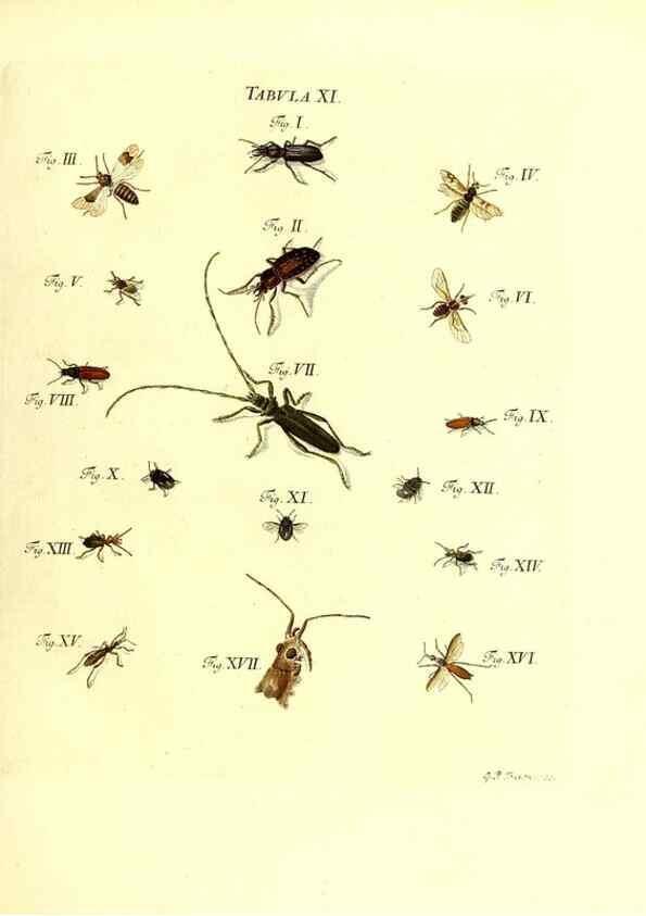 Reproducción/Reproduction 49810290396: Iacobi Christiani Schaefferi s.s. theologiae et philosophiae doctoris ... Icones insectorum circa Ratisbonam indigenorum :. Ratisbonae :Typis Breitfeldianis,MDCCLXXIX [1766-1779]. 