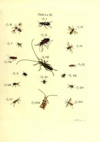 Reproducción/Reproduction 49810290396: Iacobi Christiani Schaefferi s.s. theologiae et philosophiae doctoris ... Icones insectorum circa Ratisbonam indigenorum :. Ratisbonae :Typis Breitfeldianis,MDCCLXXIX [1766-1779]. 