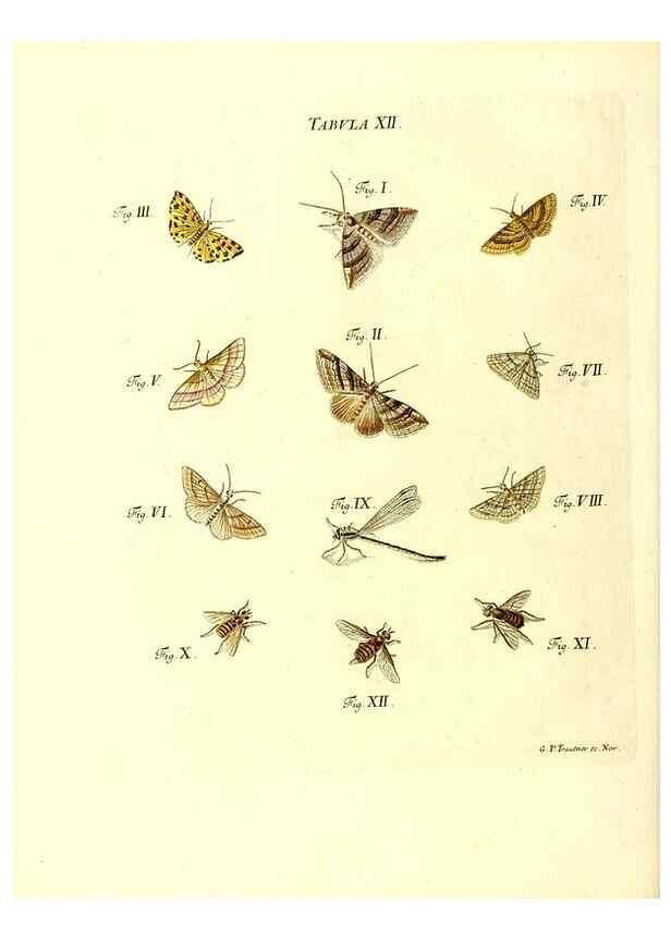 Reproducción/Reproduction 49810290656: Iacobi Christiani Schaefferi s.s. theologiae et philosophiae doctoris ... Icones insectorum circa Ratisbonam indigenorum :. Ratisbonae :Typis Breitfeldianis,MDCCLXXIX [1766-1779]. 