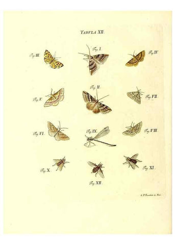 Reproducción/Reproduction 49810290656: Iacobi Christiani Schaefferi s.s. theologiae et philosophiae doctoris ... Icones insectorum circa Ratisbonam indigenorum :. Ratisbonae :Typis Breitfeldianis,MDCCLXXIX [1766-1779]. 