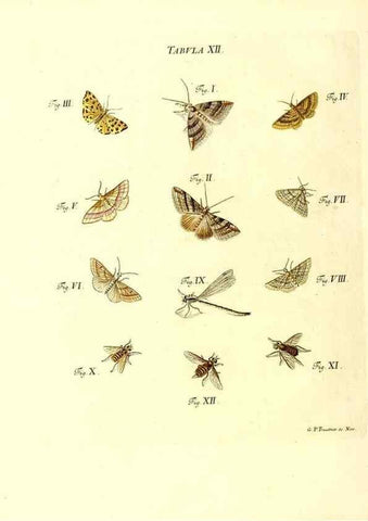 Reproducción/Reproduction 49810290656: Iacobi Christiani Schaefferi s.s. theologiae et philosophiae doctoris ... Icones insectorum circa Ratisbonam indigenorum :. Ratisbonae :Typis Breitfeldianis,MDCCLXXIX [1766-1779]. 