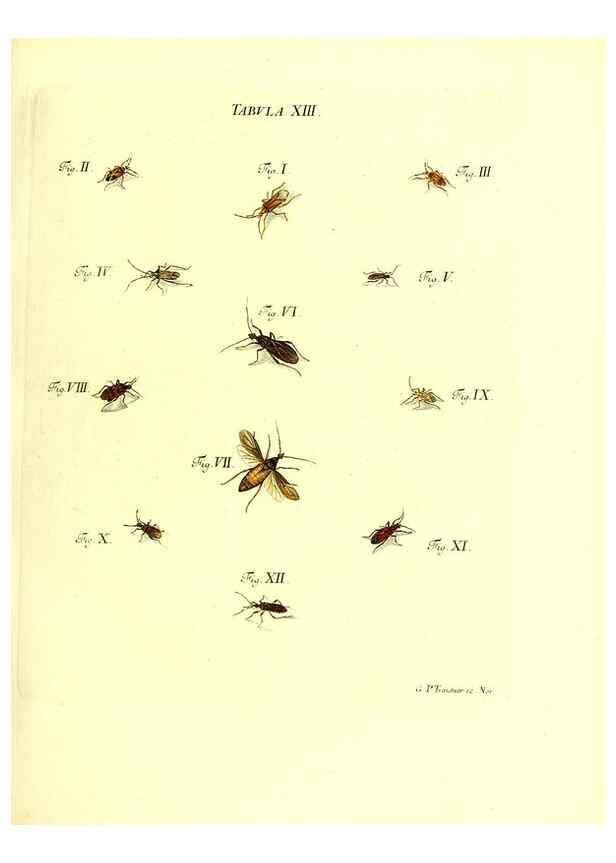 Reproducción/Reproduction 49810290816: Iacobi Christiani Schaefferi s.s. theologiae et philosophiae doctoris ... Icones insectorum circa Ratisbonam indigenorum :. Ratisbonae :Typis Breitfeldianis,MDCCLXXIX [1766-1779]. 
