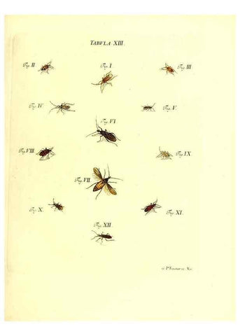 Reproducción/Reproduction 49810290816: Iacobi Christiani Schaefferi s.s. theologiae et philosophiae doctoris ... Icones insectorum circa Ratisbonam indigenorum :. Ratisbonae :Typis Breitfeldianis,MDCCLXXIX [1766-1779]. 