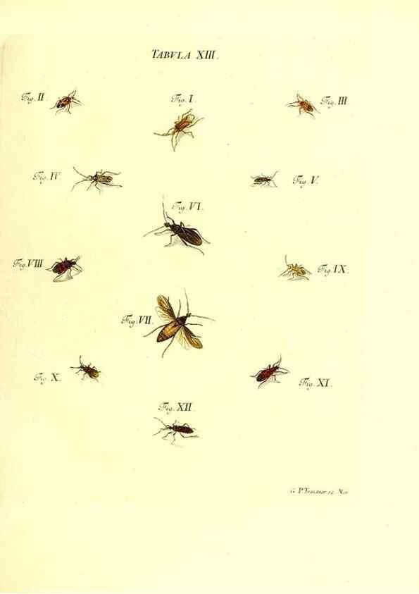 Reproducción/Reproduction 49810290816: Iacobi Christiani Schaefferi s.s. theologiae et philosophiae doctoris ... Icones insectorum circa Ratisbonam indigenorum :. Ratisbonae :Typis Breitfeldianis,MDCCLXXIX [1766-1779]. 