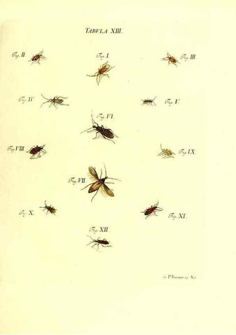 Reproducción/Reproduction 49810290816: Iacobi Christiani Schaefferi s.s. theologiae et philosophiae doctoris ... Icones insectorum circa Ratisbonam indigenorum :. Ratisbonae :Typis Breitfeldianis,MDCCLXXIX [1766-1779]. 