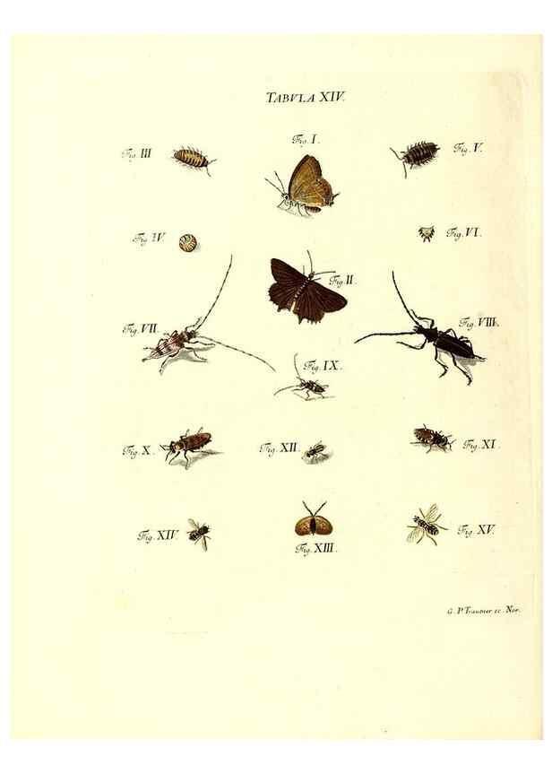 Reproducción/Reproduction 49809736438: Iacobi Christiani Schaefferi s.s. theologiae et philosophiae doctoris ... Icones insectorum circa Ratisbonam indigenorum :. Ratisbonae :Typis Breitfeldianis,MDCCLXXIX [1766-1779]. 