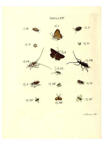 Reproducción/Reproduction 49809736438: Iacobi Christiani Schaefferi s.s. theologiae et philosophiae doctoris ... Icones insectorum circa Ratisbonam indigenorum :. Ratisbonae :Typis Breitfeldianis,MDCCLXXIX [1766-1779]. 