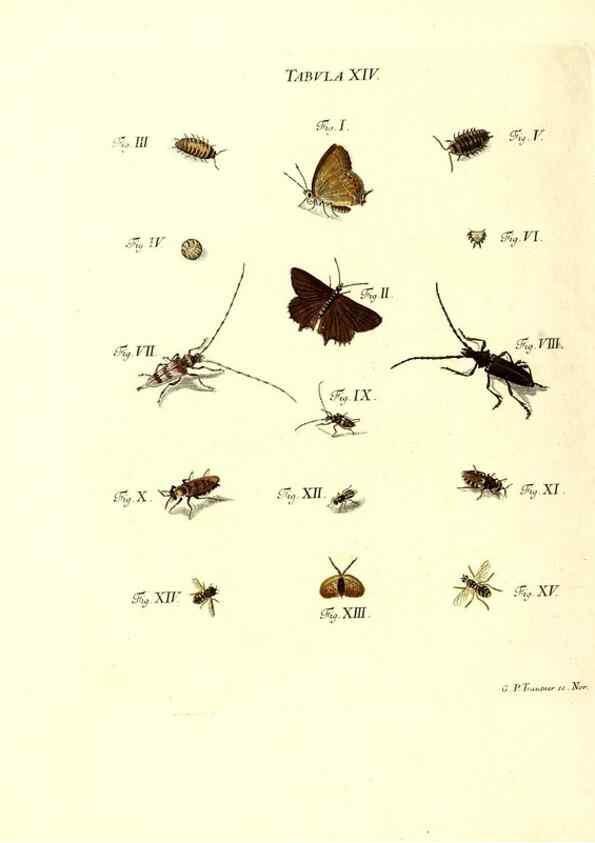 Reproducción/Reproduction 49809736438: Iacobi Christiani Schaefferi s.s. theologiae et philosophiae doctoris ... Icones insectorum circa Ratisbonam indigenorum :. Ratisbonae :Typis Breitfeldianis,MDCCLXXIX [1766-1779]. 