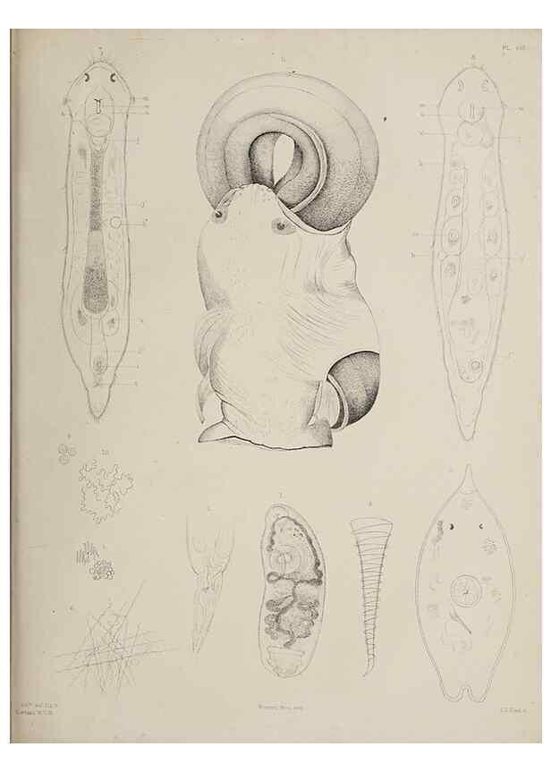 Reproducción/Reproduction 49810120602: The marine invertebrates and fishes of St. Andrews /. Edinburgh :A. and C. Black; [etc., etc.]1875.. 