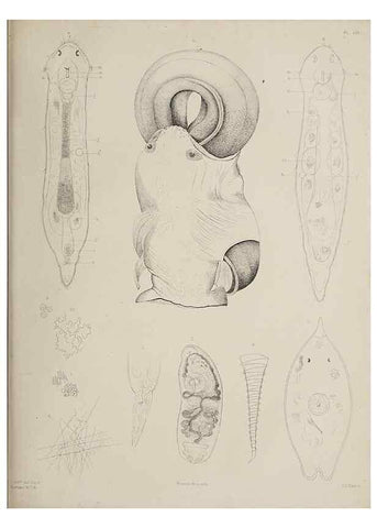 Reproducción/Reproduction 49810120602: The marine invertebrates and fishes of St. Andrews /. Edinburgh :A. and C. Black; [etc., etc.]1875.. 