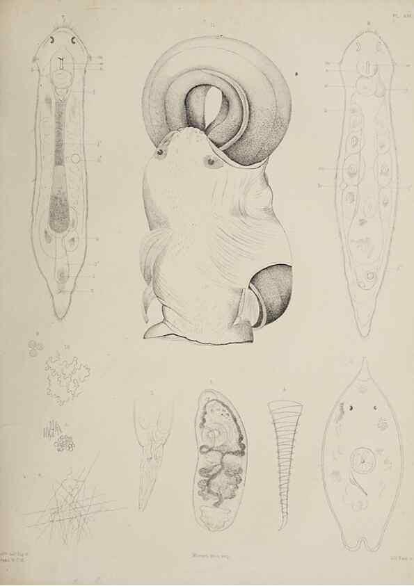 Reproducción/Reproduction 49810120602: The marine invertebrates and fishes of St. Andrews /. Edinburgh :A. and C. Black; [etc., etc.]1875.. 
