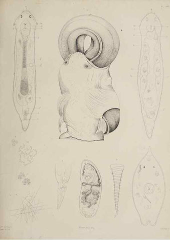 Reproducción/Reproduction 49810120602: The marine invertebrates and fishes of St. Andrews /. Edinburgh :A. and C. Black; [etc., etc.]1875.. 