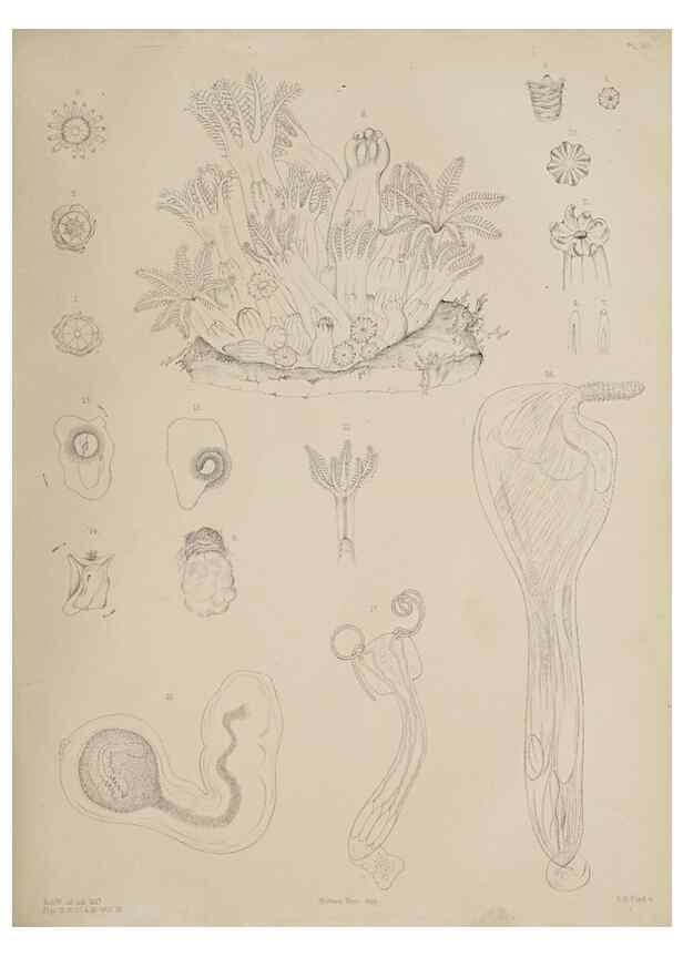 Reproducción/Reproduction 49809820551: The marine invertebrates and fishes of St. Andrews /. Edinburgh :A. and C. Black; [etc., etc.]1875.. 