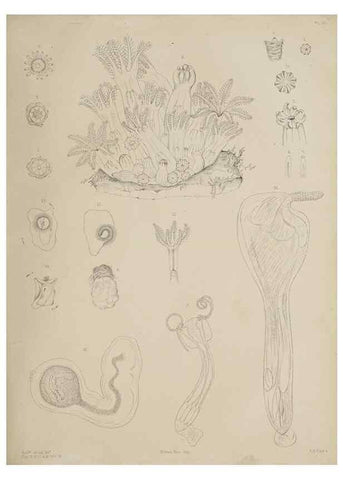 Reproducción/Reproduction 49809820551: The marine invertebrates and fishes of St. Andrews /. Edinburgh :A. and C. Black; [etc., etc.]1875.. 
