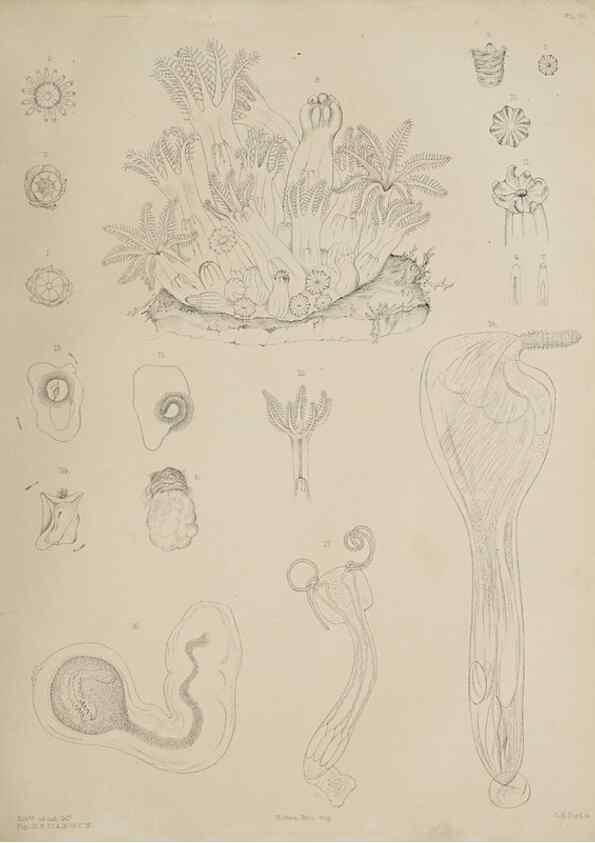 Reproducción/Reproduction 49809820551: The marine invertebrates and fishes of St. Andrews /. Edinburgh :A. and C. Black; [etc., etc.]1875.. 