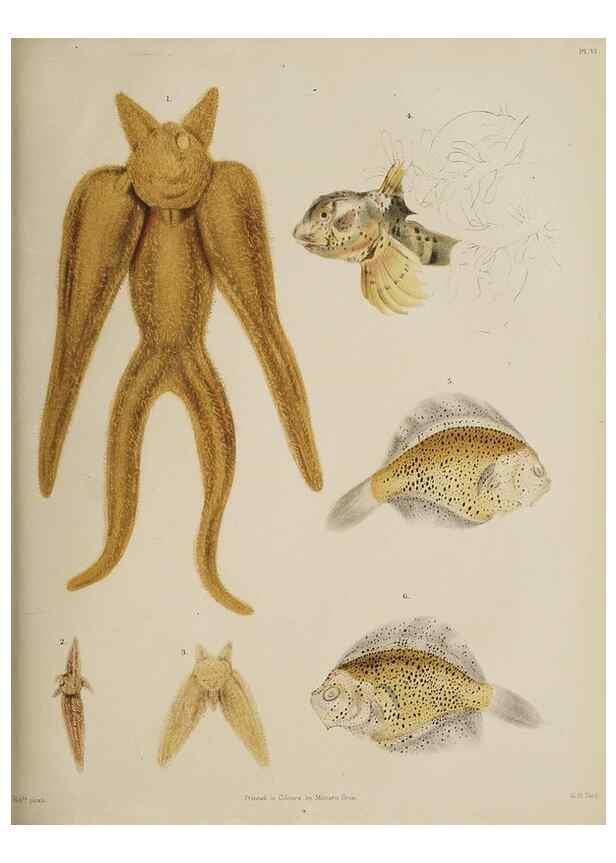 Reproducción/Reproduction 49809820206: The marine invertebrates and fishes of St. Andrews /. Edinburgh :A. and C. Black; [etc., etc.]1875.. 