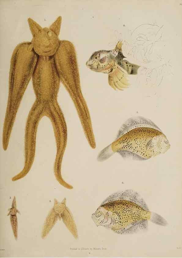 Reproducción/Reproduction 49809820206: The marine invertebrates and fishes of St. Andrews /. Edinburgh :A. and C. Black; [etc., etc.]1875.. 