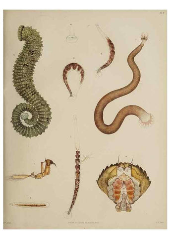 Reproducción/Reproduction 49809264298: The marine invertebrates and fishes of St. Andrews /. Edinburgh :A. and C. Black; [etc., etc.]1875.. 
