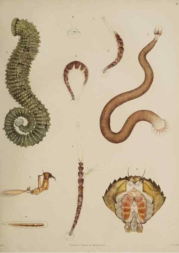 Reproducción/Reproduction 49809264298: The marine invertebrates and fishes of St. Andrews /. Edinburgh :A. and C. Black; [etc., etc.]1875.. 