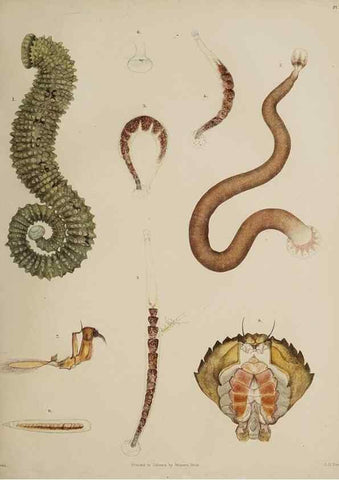 Reproducción/Reproduction 49809264298: The marine invertebrates and fishes of St. Andrews /. Edinburgh :A. and C. Black; [etc., etc.]1875.. 